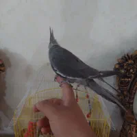 عروس هلندی دستی فول رام