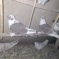 کفتربلژیکی|پرنده|تهران, جوانمردان (اندیشه)|دیوار