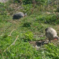 مرغ شاخدار قیمت مناسب