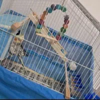 پرند عروس هلندی ماده گل باقالی با قفس و....
