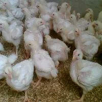 جوجه گوشتی ۱۵ روزه زیر قیمت