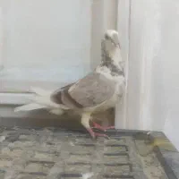 پرنده|پرنده|اهواز, شهرک دانشگاه|دیوار