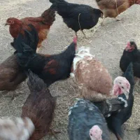 بوقلمون