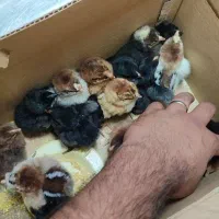 دستگاه جوجه کشی 96تایی|لوازم جانبی حیوانات|آبسرد, |دیوار