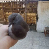 کفتر جوجه پیس و زاغ غریبگیری نشون دار معاوضه
