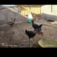خروس