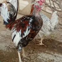 3مرغ‌رسمی‌تخمگذار‌و‌خروس‌گلین‌و‌مرغ‌گلین‌تخمگذار|حیوانات مزرعه|قم, شاه ابراهیم|دیوار
