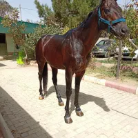 فروش نریون تروبرد