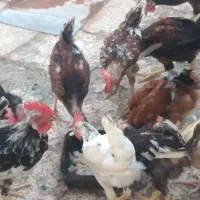 خروس