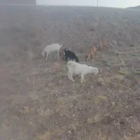 بز سانن آبستن جنس درجه یک فروشی