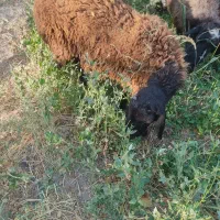 بره نر