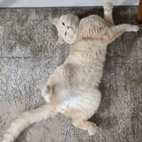 گربه اسکاتیش زرد|گربه|مشهد, سعد آباد|دیوار