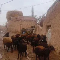 17عدد گوسفند نر جوان دشتی آماده برای پروار بندی|حیوانات مزرعه|حلب, |دیوار