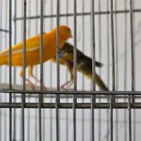 فروش قناری نر و ماده|پرنده|جم, |دیوار