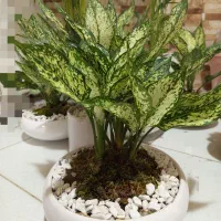 گل های خاص برا روزهای خاص. کادوی روز مادر|گل و گیاه طبیعی|فردیس, فردیس|دیوار