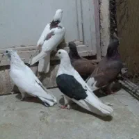 کبوتر پرشی نر و یاهو