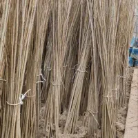 فروش ویژه نهال صنوبر رشد سریع مقاوم و مناسب|خدمات باغبانی و درختکاری|رشت, منظریه|دیوار