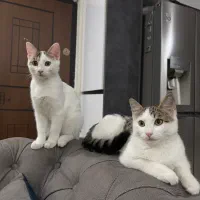 گربه dsh|گربه|تهران, تهرانپارس غربی|دیوار