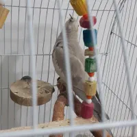 تعدادی عروس هلندی|پرنده|الیگودرز, |دیوار