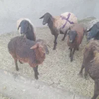 میش و بره|حیوانات مزرعه|ساوه, |دیوار