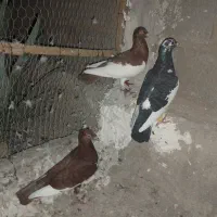 سه عدد یهودی|پرنده|مهر, |دیوار