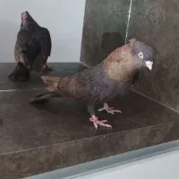 کبوتر یک جفت