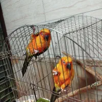 طوطی خورشیدی|پرنده|سمنان, |دیوار