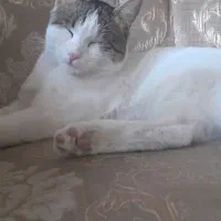 گربه گمشده/ گربه نر/ گربه زیبا