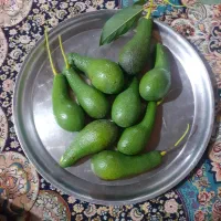 میوه اووکادو