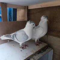 کبوتر ساده کاکلی