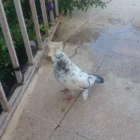 کبوتر نر