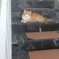 واگذاری گربه