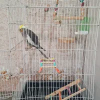 عروس هلندی|پرنده|پاوه, |دیوار