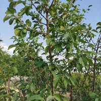 زمین کشاورزی دیم 7هکتار