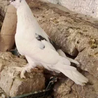 کبوتر سسلی ماده|پرنده|ارومیه, |دیوار