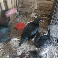 مرغ لاری|حیوانات مزرعه|باسمنج, |دیوار