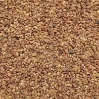 بذر یا تخم یونجه