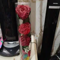 گل روز روبانی