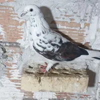 پول لازم|پرنده|دلند, |دیوار