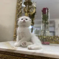 گربه اسکاتیش فولد