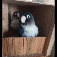 طوطی برزیلی مولد|پرنده|فردیس, نسترن غربی|دیوار