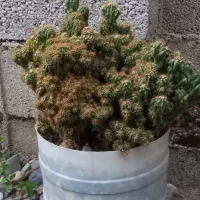 صخره ای|گل و گیاه طبیعی|رشت, استادسرا|دیوار