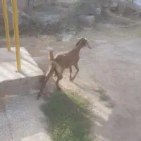 فروش یک راس بزافغانی حامله