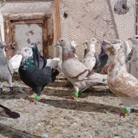 کفترپرشی|پرنده|نیشابور, مبارکه|دیوار