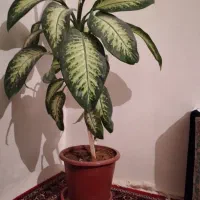 گل طبیعی دیفن باخیا|گل و گیاه طبیعی|کرمانشاه, |دیوار