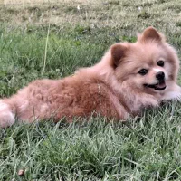 گمشده سگ پامرین|سگ|فولادشهر, C1|دیوار