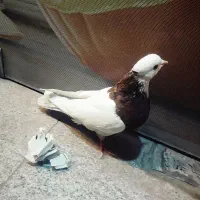کفتر