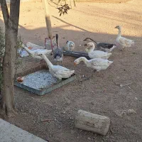 قو غاز   قوغاز سفید و خاکستری|حیوانات مزرعه|خمینی‌شهر, |دیوار