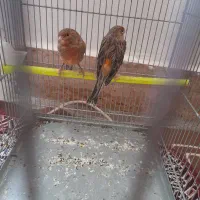 قناری نرو ماده