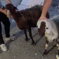 با۴۰٪کاهش قیمت گوسفند محرمی دریافت کنید|حیوانات مزرعه|مشهد, نوید|دیوار